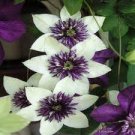 100 PCS Seeds Clematis Seeds White Climbing Flowers
