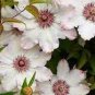 100 PCS Seeds Clematis Seeds White Climbing Flowers