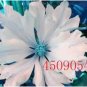 100 PCS Seeds Clematis Seeds White Climbing Flowers