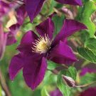 100 PCS Seeds Clematis Vine Flower Seeds Purplish Red Color 100 PCS Seeds Clematis Vine Flower Seeds Purplish Red Color