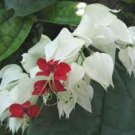 100 PCS Seeds Clerodendrum Thomsonae Bonsai Purple Double Petals Fuchsia Potted