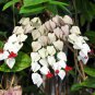 100 PCS Seeds Clerodendrum Thomsonae Bonsai Purple Double Petals Fuchsia Potted