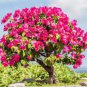 105 PCS Seeds Climbing Bougainvillea Bonsai