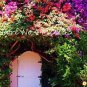 105 PCS Seeds Climbing Bougainvillea Bonsai