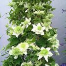 100 PCS Seeds Climbing Clematis (not Bulb) Clematis Florida Bonsai