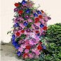 100 PCS Seeds Climbing Clematis (not Bulb) Clematis Florida Bonsai