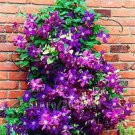 100 PCS Seeds Climbing Clematis Bonsai Flowers Clematis Vine Bonsai Perennial Flower