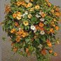100 PCS Seeds Climbing Flowers Black-Eyed Susan Bonsai Thunbergia Alata Flower