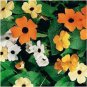 100 PCS Seeds Climbing Flowers Black-Eyed Susan Bonsai Thunbergia Alata Flower