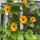 100 PCS Seeds Climbing Flowers Black-Eyed Susan Bonsai Thunbergia Alata Flower Bonsai