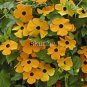 100 PCS Seeds Climbing Flowers Black-Eyed Susan Bonsai Thunbergia Alata Flower Bonsai