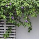 20 PCS Seeds Climbing Jasmine Flower