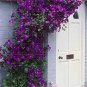 20 PCS Seeds Climbing Jasmine Flower