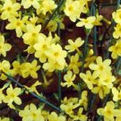100 PCS Seeds Climbing Jasmine Plant Rare Flower Bonsai Perennial Indoor 100 PCS Seeds Climbing Jasmine Plant Rare Flower Bonsai Perennial Indoor