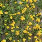 100 PCS Seeds Climbing Jasmine Plant Rare Flower Bonsai Perennial Indoor