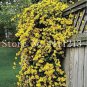 100 PCS Seeds Climbing Jasmine Plant Rare Flower Bonsai Perennial Indoor