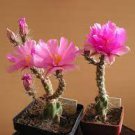 100 PCS Seeds Climbing Plant Echinopsis Tubiflora Flowering Cactus Bonsai Plant Rare Flower