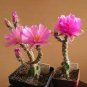 100 PCS Seeds Climbing Plant Echinopsis Tubiflora Flowering Cactus Bonsai Plant Rare Flower