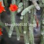 100 PCS Seeds Climbing Plant Echinopsis Tubiflora Flowering Cactus Bonsai Plant Rare Flower