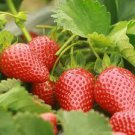300 PCS Seeds Climbing Red Strawberry Seeds Big & Delicious