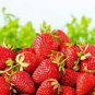 300 PCS Seeds Climbing Red Strawberry Seeds Big & Delicious