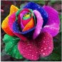 200 PCS Seeds Climbing Rose Seeds Rainbow Color