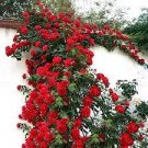 200 PCS Seeds Climbing Rose Tree