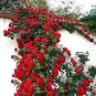 200 PCS Seeds Climbing Rose Tree