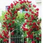 200 PCS Seeds Climbing Rose Tree