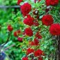 200 PCS Seeds Climbing Rose Tree