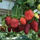 400 PCS Seeds Climbing Strawberry Plant 400 PCS Seeds Climbing Strawberry Plant