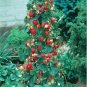 400 PCS Seeds Climbing Strawberry Plant