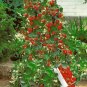 400 PCS Seeds Climbing Strawberry Plant