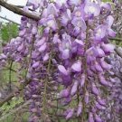 5 PCS Seeds Climbing Wisteria Flower Seeds Purple Flowers