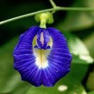 100 PCS Seeds clitoria ternatea Ethnic aparajita Butterfly Pea or Blue clitoria Flower 100 PCS Seeds clitoria ternatea Ethnic aparajita Butterfly Pea or Blue clitoria Flower
