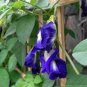 100 PCS Seeds clitoria ternatea Ethnic aparajita Butterfly Pea or Blue clitoria Flower