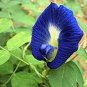 100 PCS Seeds clitoria ternatea Ethnic aparajita Butterfly Pea or Blue clitoria Flower