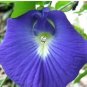 100 PCS Seeds clitoria ternatea Ethnic aparajita Butterfly Pea or Blue clitoria Flower