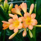 100 PCS Seeds Clivia Bonsai,Cheap Clivia Potted,Bonsai Balcony Flower for Home&Garden 100 PCS Seeds Clivia Bonsai,Cheap Clivia Potted,Bonsai Balcony Flower for Home&Garden