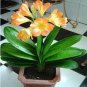 100 PCS Seeds Clivia Bonsai,Cheap Clivia Potted,Bonsai Balcony Flower for Home&Garden
