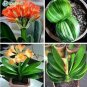 100 PCS Seeds Clivia Bonsai,Cheap Clivia Potted,Bonsai Balcony Flower for Home&Garden