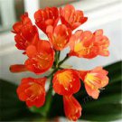 100 PCS Seeds Clivia Miniata Bonsai Gorgeous Bonsai Rare Bush Lily Flower