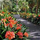 100 PCS Seeds Clivia Miniata Plant Gorgeous Bonsai Rare Bush Lily Flower Bonsai