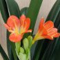100 PCS Seeds Clivia Miniata Plant Gorgeous Bonsai Rare Bush Lily Flower Bonsai