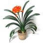 100 PCS Seeds Clivia Miniata Plant Gorgeous Bonsai Rare Bush Lily Flower Bonsai