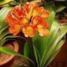 20 PCS Seeds Clivia Seeds Colorful Garden Perennial Flowers