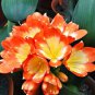 20 PCS Seeds Clivia Seeds Colorful Garden Perennial Flowers