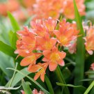 25 PCS Seeds Clivia Seeds Light Redish Pink with White Yellow Colors 25 PCS Seeds Clivia Seeds Light Redish Pink with White Yellow Colors