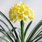 100 PCS Seeds Clivia Seeds Milky Yellowish White Colors