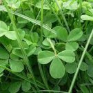 250 PCS Seeds Clover Seeds Bonsai Trifolium Repens Beauty Lucky